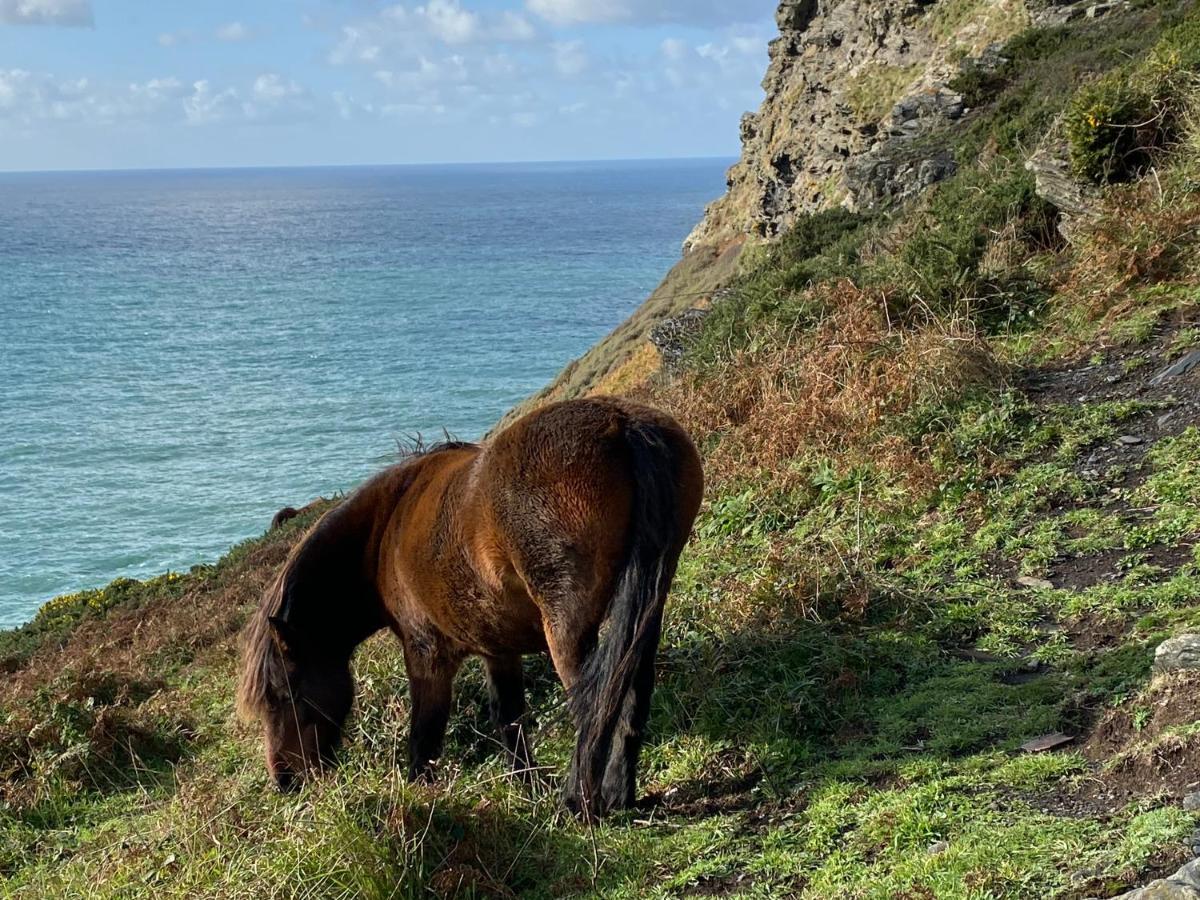 Polrunny Farm Blackberry Cottage - Cornwall Bliss In Sight Of The Sea Boscastle Bagian luar foto