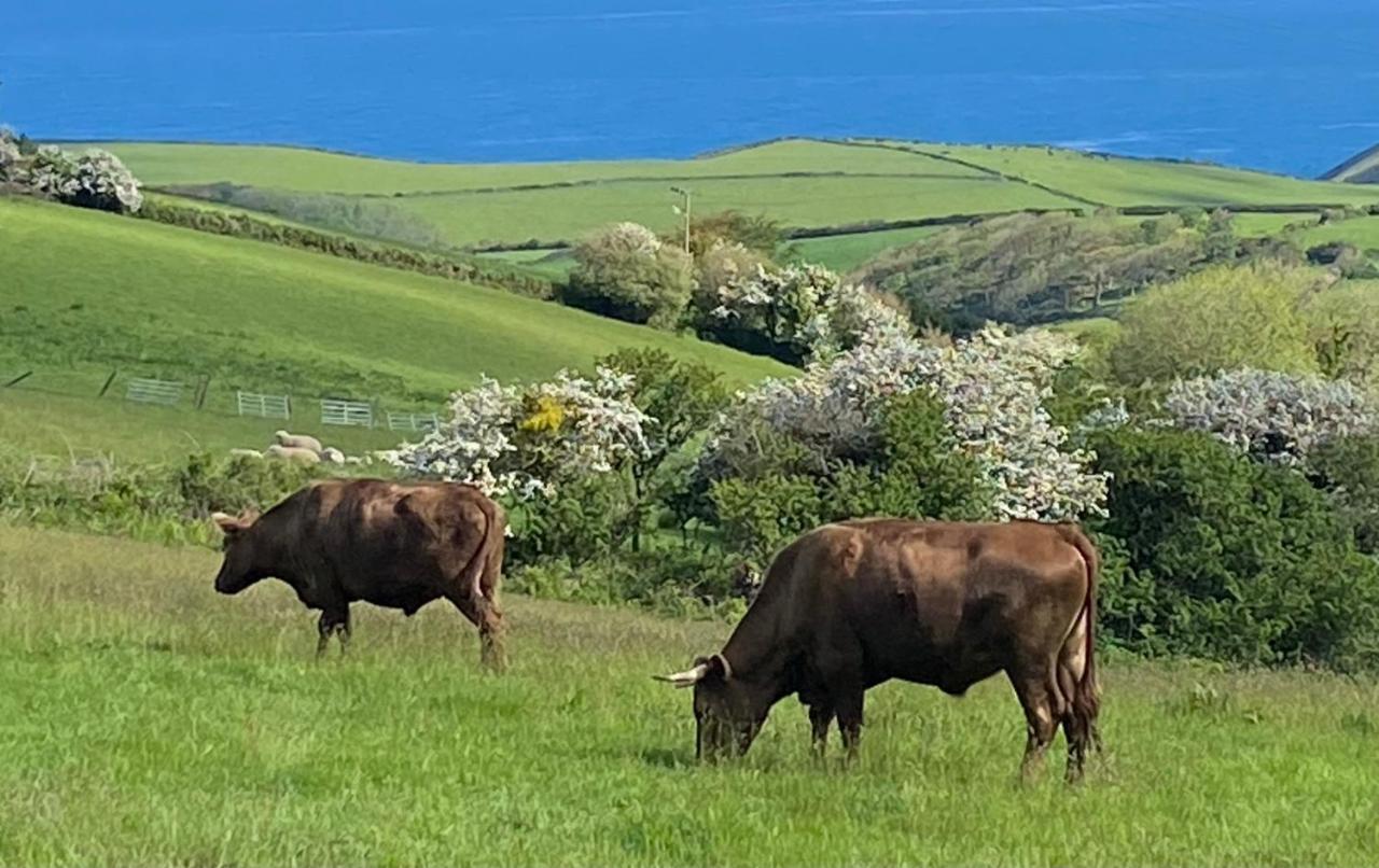 Polrunny Farm Blackberry Cottage - Cornwall Bliss In Sight Of The Sea Boscastle Bagian luar foto